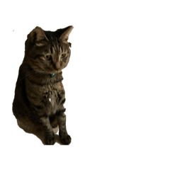 Kaishi_20260128152541
