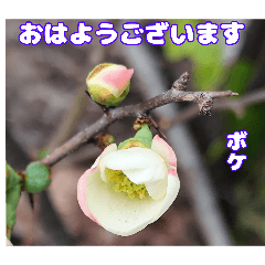 Winter morning greetings with a flower