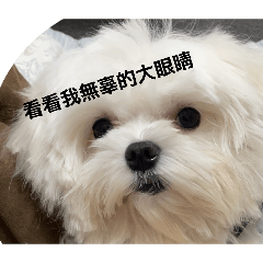 My family has a vicious dog