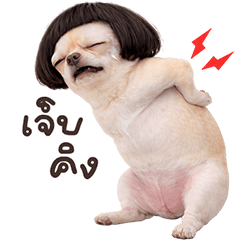 ❤️ชิวาวา ตัวตึง❤️(เว้าอีสาน)