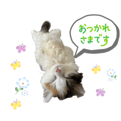 sorairo_20260129151936