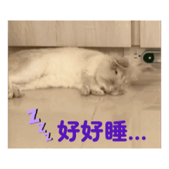 呆Mo兔兔日常-Momo & 夥伴胖Q