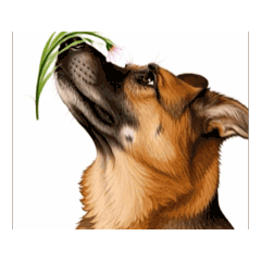 Rosie s Gentle Expressions