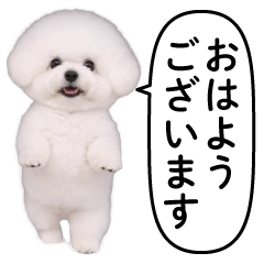 Jumping out! Bipedal dog @daily