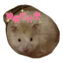 是鼠餅呦❤️
