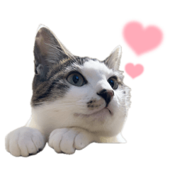 kobayashisan_20260129193625