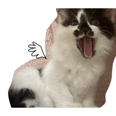 monaka_20260129172218