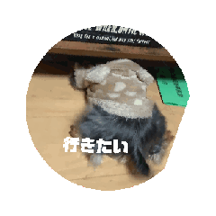 alpha_20260129174801