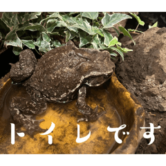 kiyopi_20260129200028