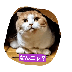 mocha_20260129205037