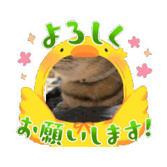 wildcat_20260129211250