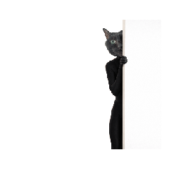 動く➉シュールな黒ネッコさん