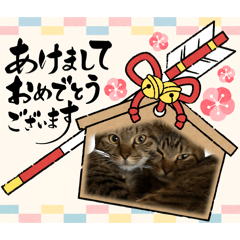 ayakyan_20260129214357