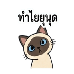 Meow, I'm just a Cat