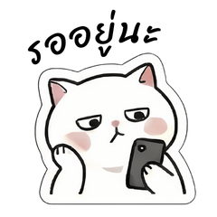 Mochi: The Adorable Chubby Cat