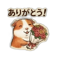 Healing Fluff! Guinea Pig's Daily Life