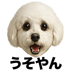 Irre Kosuya Toipuukansaiben