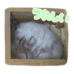 Mrr_20260129160957