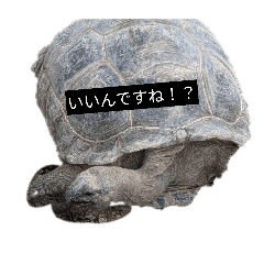 chikichiki_20260129184739