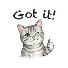 A cute grey American Shorthair