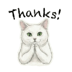 A lucky snowy white cat