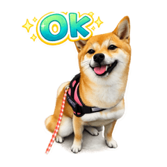 kinakokko1228_20260129194107