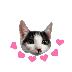 動く写真スタンプ①うちのネコズ