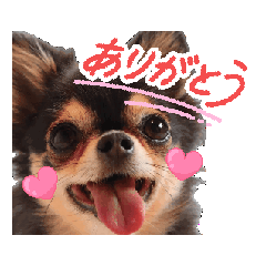 ちわわののんちゃん❤