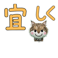 Polite Maine Coon  11th