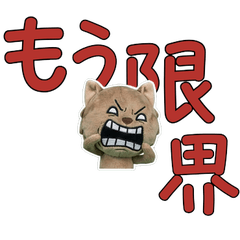 Polite Singapura  11th