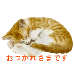 Akira_20260129211718