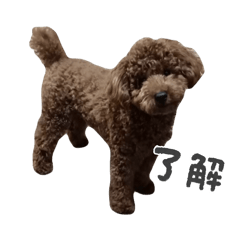 ワンコ(トイプ)スタンプ1