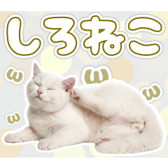 自由気ままな白猫の日常