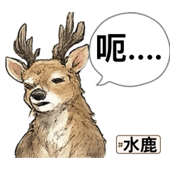 115年臺灣一級保育類動物