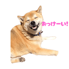 hachi_20260129190118