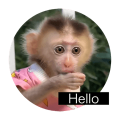 你真的很猴啦 第五彈