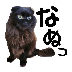 kurochan_20260129220501