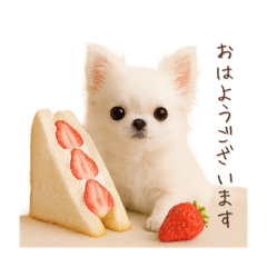 Chihuahua's everyday greetings