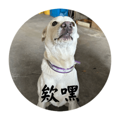 豆花花與旺來的奇幻冒險1.0