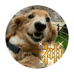 Perokun_20260129224951