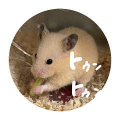 coconut_20260129225223