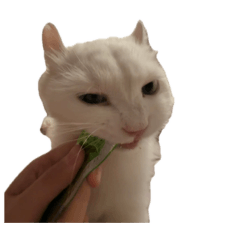 QQ&毛毛3️⃣（補了很多毛毛版）