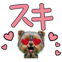 Moving Polite Yorkshire Terrier  12th