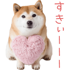 a Shiba Inu showing affection