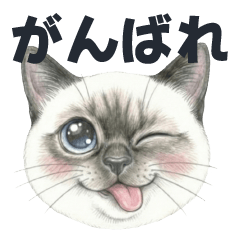 cute siamese cat face(daily)