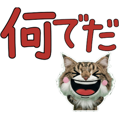 Moving Plush Maine Coon  10th