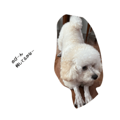 Kohaku_20260129232303