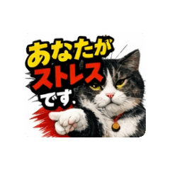 kinkin_20260129184538