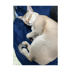 GDR-1_20260129234006