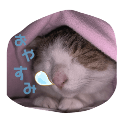 Yamakawa Mio_20260129233127